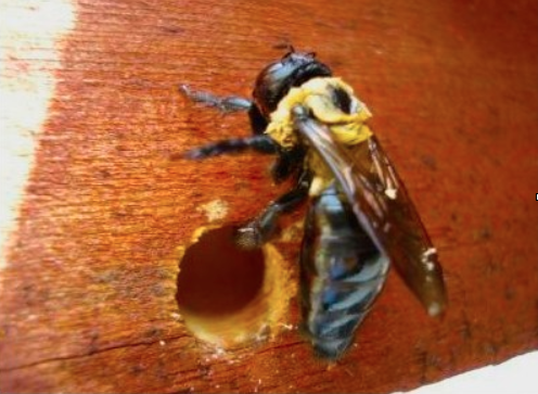 Carpenter Bee Control